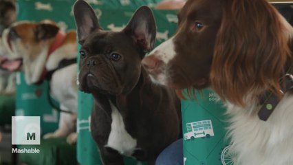 Doggy tour bus shows adventurous pups the sights of London