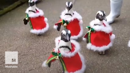 Adorable parade of Santa penguins is the best gift you'll get this holiday