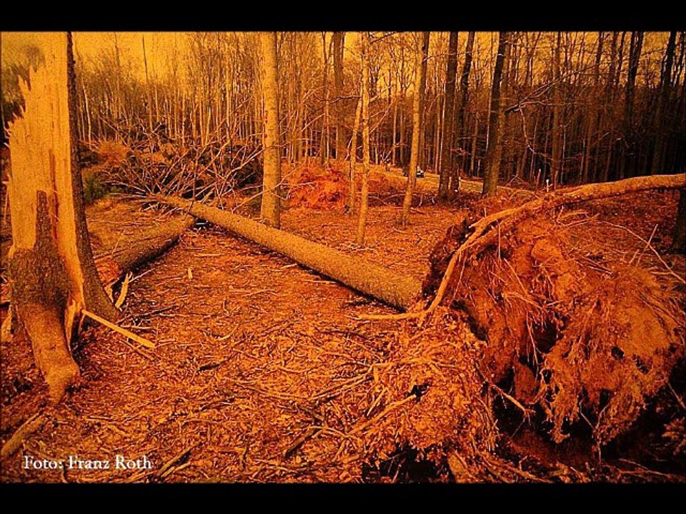 Orkan im Pfälzerwald
