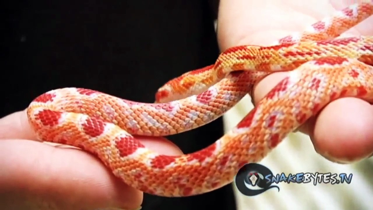 Snake Bytes TV - Snake Bites, Dog Bites, George Bites?