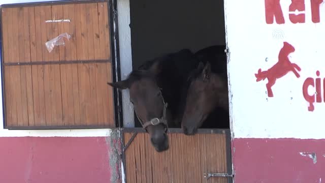 Şampiyon Yarış Atları Erzincan'da Yetişiyor