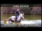 Toro Salvaje, Escondido Entre la Maleza