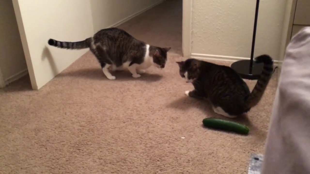Drôle- Deux chats vs Concombre!!