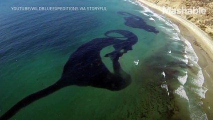 See this terrifying swarm of sardines take over the San Diego shoreline