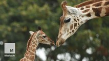 The world’s tallest mammal is now threatened with extinction