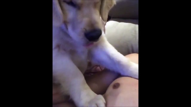 Quand ton chien décide de voir si tu as du lait qui sort de tes tétons! Ahaha