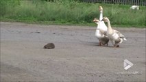 Quand des oies jouent les gardes du corps avec un hérisson