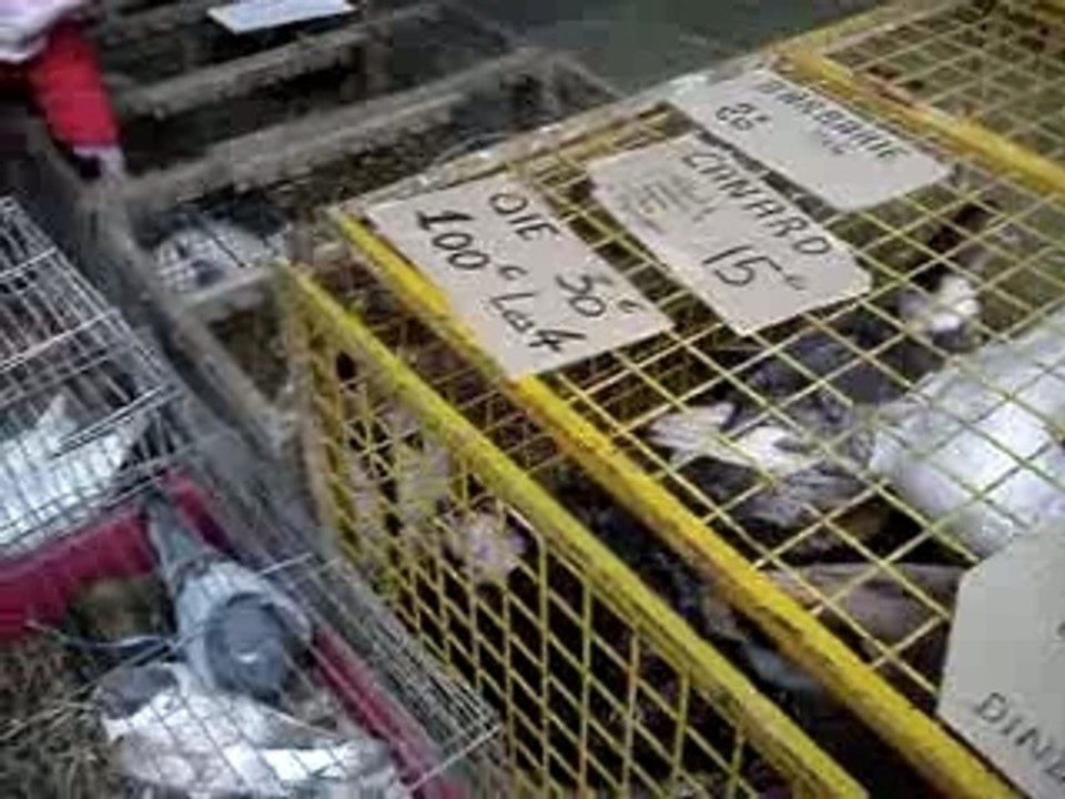 Poules, lapins, canard au marché de Chambery