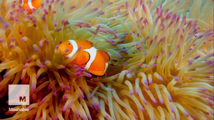 This coral looks like a beating heart but it's actually in serious trouble