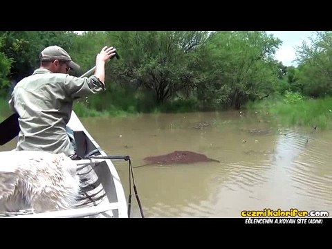 Suyun Akışına Kapılmamak İçin Kenetlenen Ateş Karıncaları
