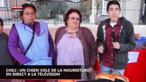 Chili : un chien vole de la nourriture en direct à la télévision (vidéo)