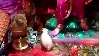 Ganesh Chaturthi 2017 (ganpati bapa moriya) live