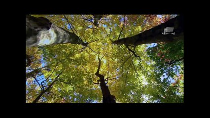 Дикая Америка- Леса