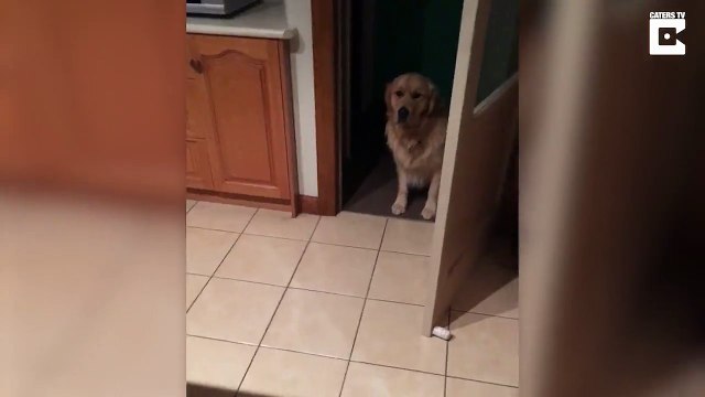 Effrayé par le carrelage ce chien ne veut pas marcher dessus !