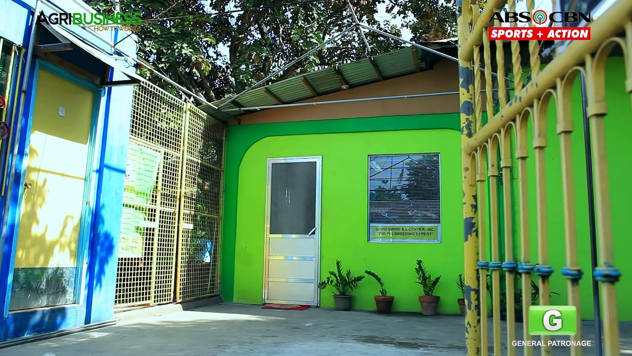 Hog Artificial Insemination Part 2 : Hog Artificial Insemination | Agribusiness Philippines