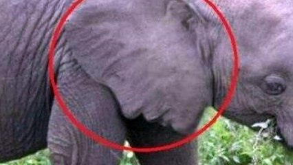 Pareidolia | Ghostly Faces!!