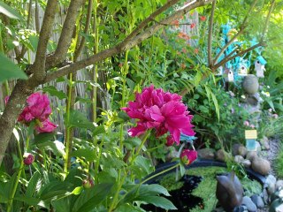 Mon jardin de pivoines 2017