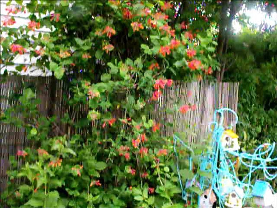 Arlette Paradis.....Mon Paradis (Jardin) 2017