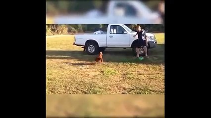 Whatsapp Funny Dog Video || Like & Share The Video