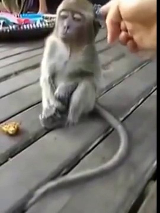 Funny Monkey Sleeping Like Man