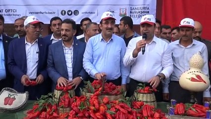 Şanlıurfa Ak Partili Yılmaz, İsot Hasadına Katıldı