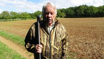 Ouverture de la chasse : le pigeon ramier, gibier d'avenir