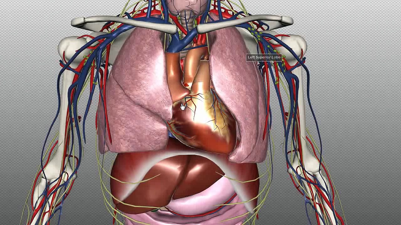 The Heart and Major Vessels - PART 1 - Anatomy Tutorial