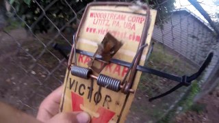how to put rat traps on fences, trees and wood fences