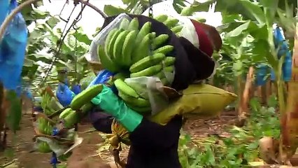 DOLE - Harvesting Bananas