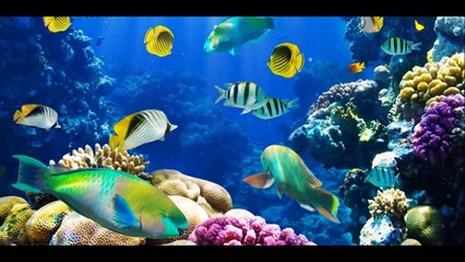 A lenda da Iara ( Versão diferente)