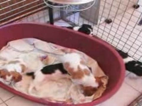 cavalier king charles