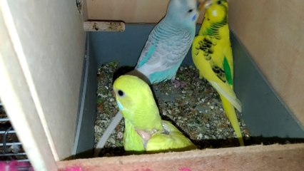 En Güzel Muhabbet Kuşları | Dişi |  Erkek İsimleri