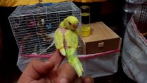 Limon Sarısı Yavru Muhabbet Kuşu Ele Alıştırma Eğitimi