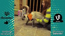 Funny Animals 2017 Try Not to Laugh or Grin Watching Funny Animals Vines Compilation Make Us Laugh