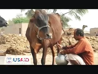 لو جی چیک کرو جانوروں کے لیے سالج کیس تیا کیا جا سکتا ہے