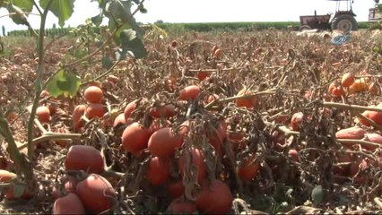 Rusya'nın Domates Açıklaması Üreticiyi Umutlandırdı
