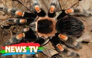Top 10 loài nhện độc nguy hiểm nhất trên thế giới
