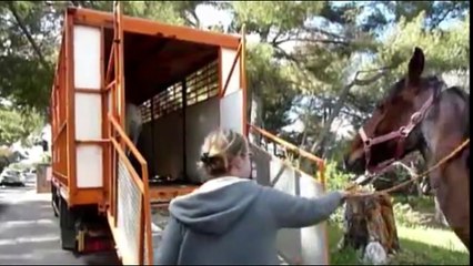 Intelligent Technology Modern Cow Transportation Horse Pig Mega Machine Biggest Truck Over