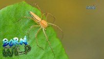 Born to Be Wild: The Lynx Spider's special ability
