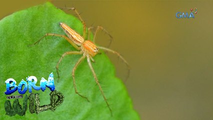 Born to Be Wild: The Lynx Spider's special ability
