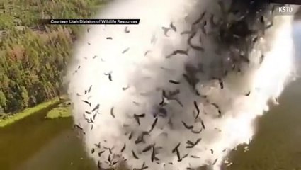 Largage de poisson en avion : technique incroyable pour réempoissonner un lac de montagne