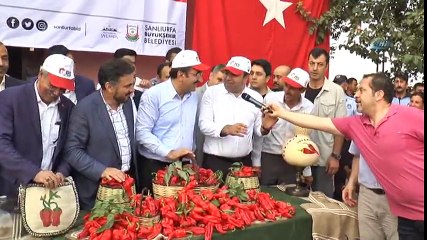 İsot Festivali Tarlada Hasat İle Başladı