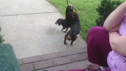 Dachshund Helps his Brother Do a Handstand