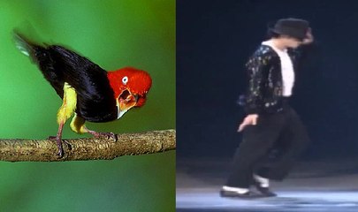 Red-capped Manakin & Vũ điệu hoang dã đầy mê hoặc