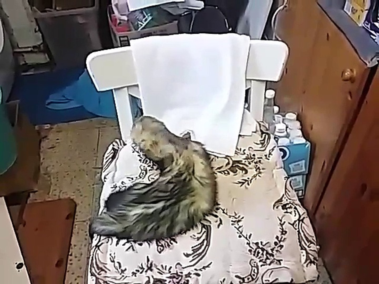 Polecat Relaxing