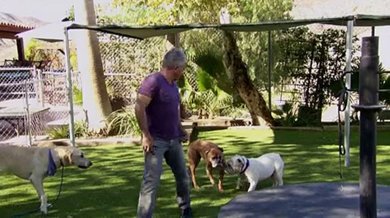 Cesar 911 - S1E3 - Dog Fight - Dailymotion Video