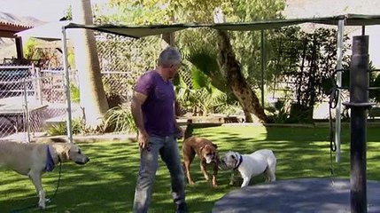 Cesar 911 - S1E3 - Dog Fight