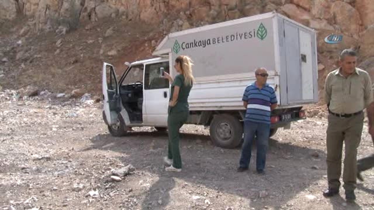 Patili Dağ'daki Köpek Ölümlerine Hayvan Severlerden Tepki