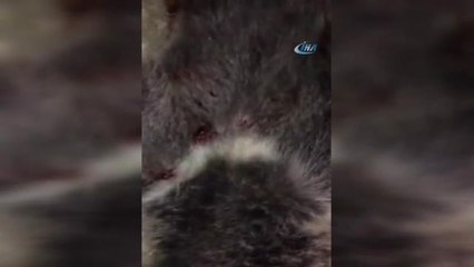 Yavru Ayıyı Silahla Vurarak Öldürdüler