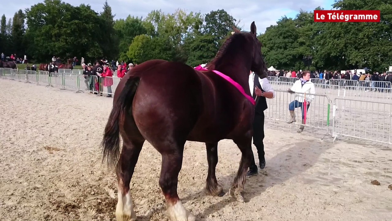 Cheval breton. Les "poids lourds" de la race au haras de Lamballe